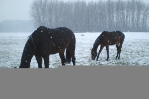 jazda-na-koni-czajlik-ranch-01