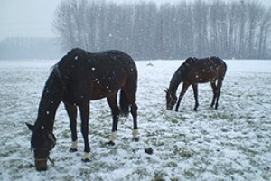 jazda-na-koni-czajlik-ranch-th