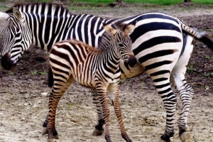 zoo-jana-xantusa-gyor-01