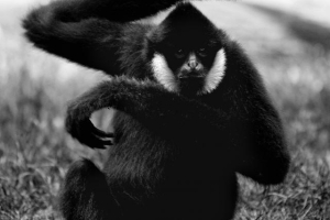 zoo-jana-xantusa-gyor-03
